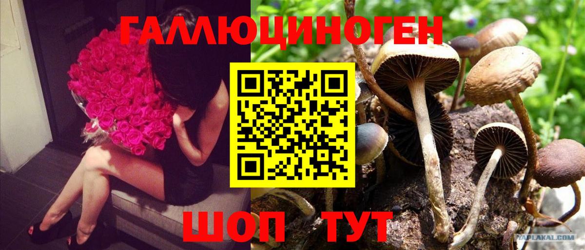 Галлюциногенные грибы мицелий  Вход с VPN  Алушта  Галлюциногенные грибы Psilocybe 